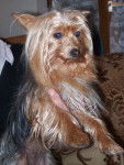 Caprice,la maman - Yorkshire Terrier (5 ans)
