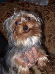 Gwendoline,la soeur - Yorkshire Terrier (2 ans)