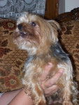 Chiper,le papa - Yorkshire Terrier Mâle (6 ans)