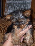 Calypso,le frere - Yorkshire Terrier Mâle (3 mois)