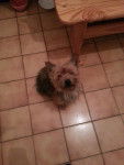 choupette - Yorkshire Terrier (3 ans)