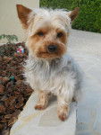 mon toutou - Yorkshire Terrier Mâle (2 ans)
