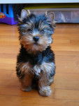 Espoir de la Bergerie du Coteau - Yorkshire Terrier Mâle (2 mois)