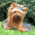 Bouclette - Yorkshire Terrier
