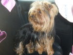 cookie - Yorkshire Terrier Mâle (2 ans)