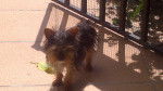 Coco - Yorkshire Terrier Mâle (10 mois)