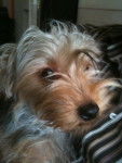 Flore - Yorkshire Terrier (2 ans)