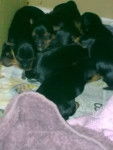 Dizzys Puppies - Yorkshire Terrier (1 mois)