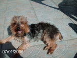 odra - Yorkshire Terrier (4 ans)