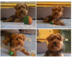 rudy - Yorkshire Terrier (4 ans)