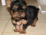 Tinker Bell - Yorkshire Terrier (2 mois)