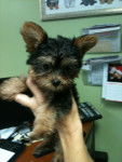 halie - Yorkshire Terrier (3 mois)
