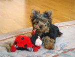 noah - Yorkshire Terrier (2 mois)