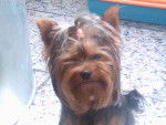 kiara - Yorkshire Terrier (2 ans)