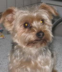 Barry - Yorkshire Terrier Mâle (9 ans)