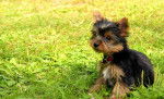 water lilly - Yorkshire Terrier (10 mois)