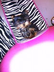 pixie /zebra chair - Yorkshire Terrier (4 mois)