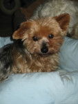 Caline - Yorkshire Terrier (11 ans)