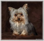 féfille - Yorkshire Terrier (2 mois)