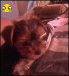 Mia - Yorkshire Terrier (3 mois)