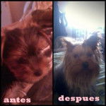 Mia - Yorkshire Terrier (1 an)