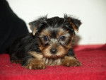 princess - Yorkshire Terrier (5 mois)