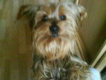 Pioupiou - Yorkshire Terrier Mâle (9 ans)