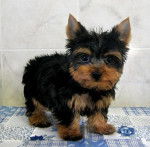 paula - Yorkshire Terrier (11 mois)