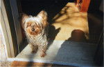 Lilly - Yorkshire Terrier (12 ans)