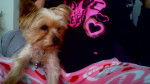 Pebbles - Yorkshire Terrier (4 ans)