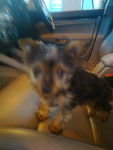 Tilly - Yorkshire Terrier (9 mois)