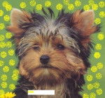 étoile - Yorkshire Terrier