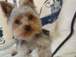 ????? je sais plus - Yorkshire Terrier Mâle (2 ans)