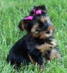cielo - Yorkshire Terrier (1 mois)
