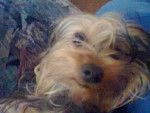 Zara - Yorkshire Terrier (1 an)