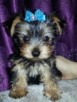 floky - Yorkshire Terrier Mâle (2 mois)