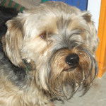 eliot - Yorkshire Terrier Mâle (8 ans)