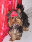 Dora - Yorkshire Terrier (4 ans)