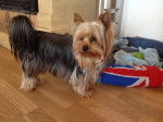 Gibson - Yorkshire Terrier Mâle (1 an)