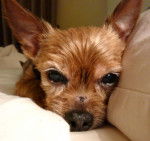 Titch - Yorkshire Terrier (12 ans)