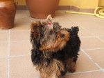 Momo - Yorkshire Terrier (3 mois)