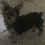 Isis - Yorkshire Terrier