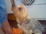 My baby Cariad - Yorkshire Terrier (5 ans)