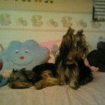 Lily - Yorkshire Terrier (11 mois)