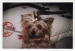 Mandy - Yorkshire Terrier