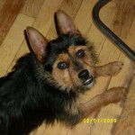 Jay - Yorkshire Terrier Mâle (1 an)