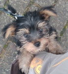 Erna - Yorkshire Terrier (6 mois)