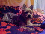 Fiona - Yorkshire Terrier (9 ans)