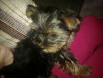 laira - Yorkshire Terrier (7 mois)