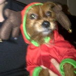 SINDY - Yorkshire Terrier (7 ans)